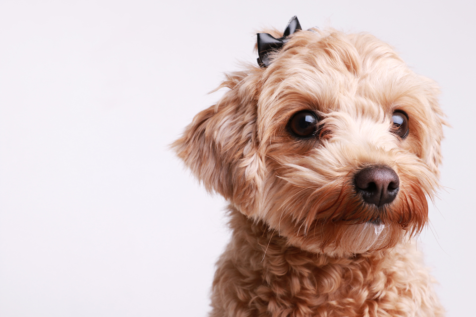 Pet Photography