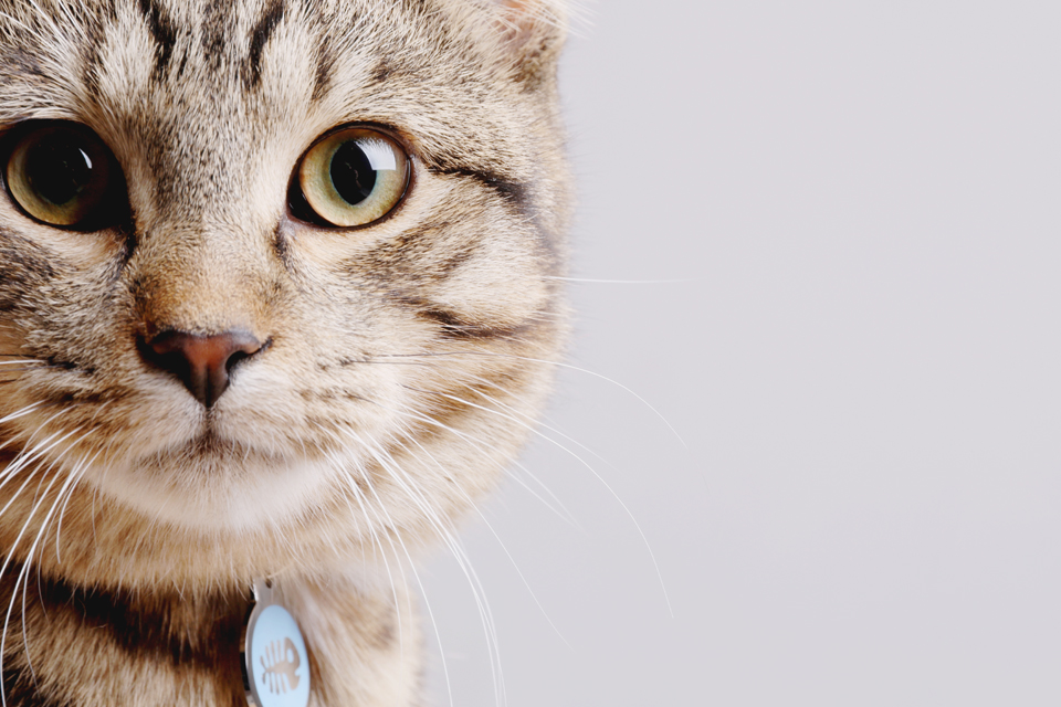 Pet Photography