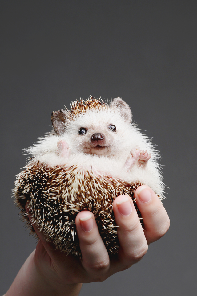 Pet Portrait