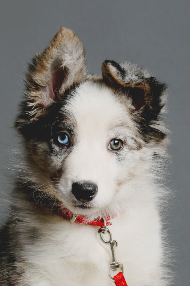 Pet Portrait